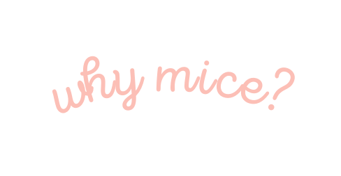 why mice